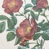 Pink botanical lithograph