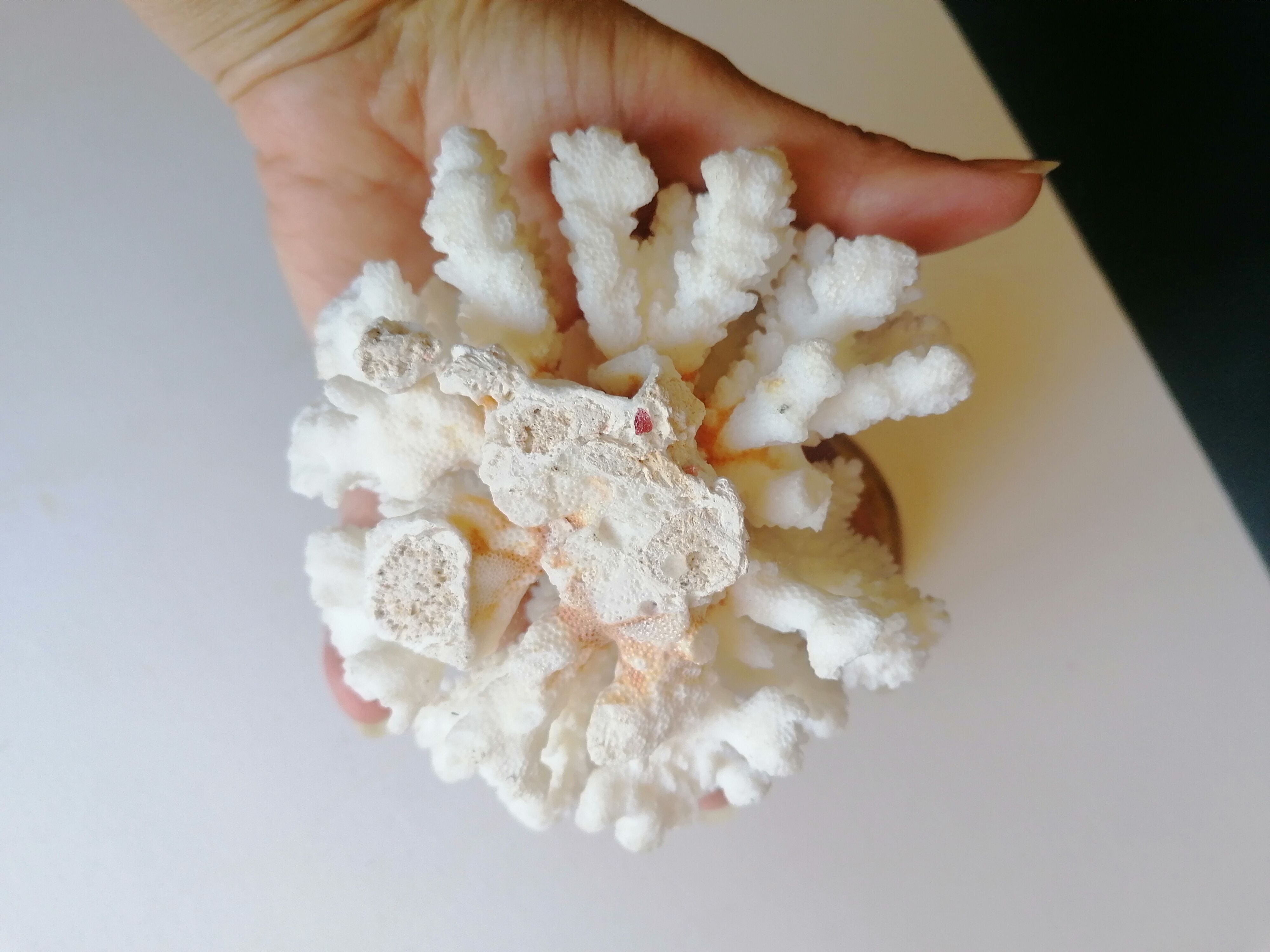Corail cluster blanc authentique