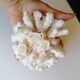 Corail cluster blanc authentique