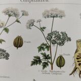 Lithographie ancienne - Plantes toxiques  - Gravure originale de 1909