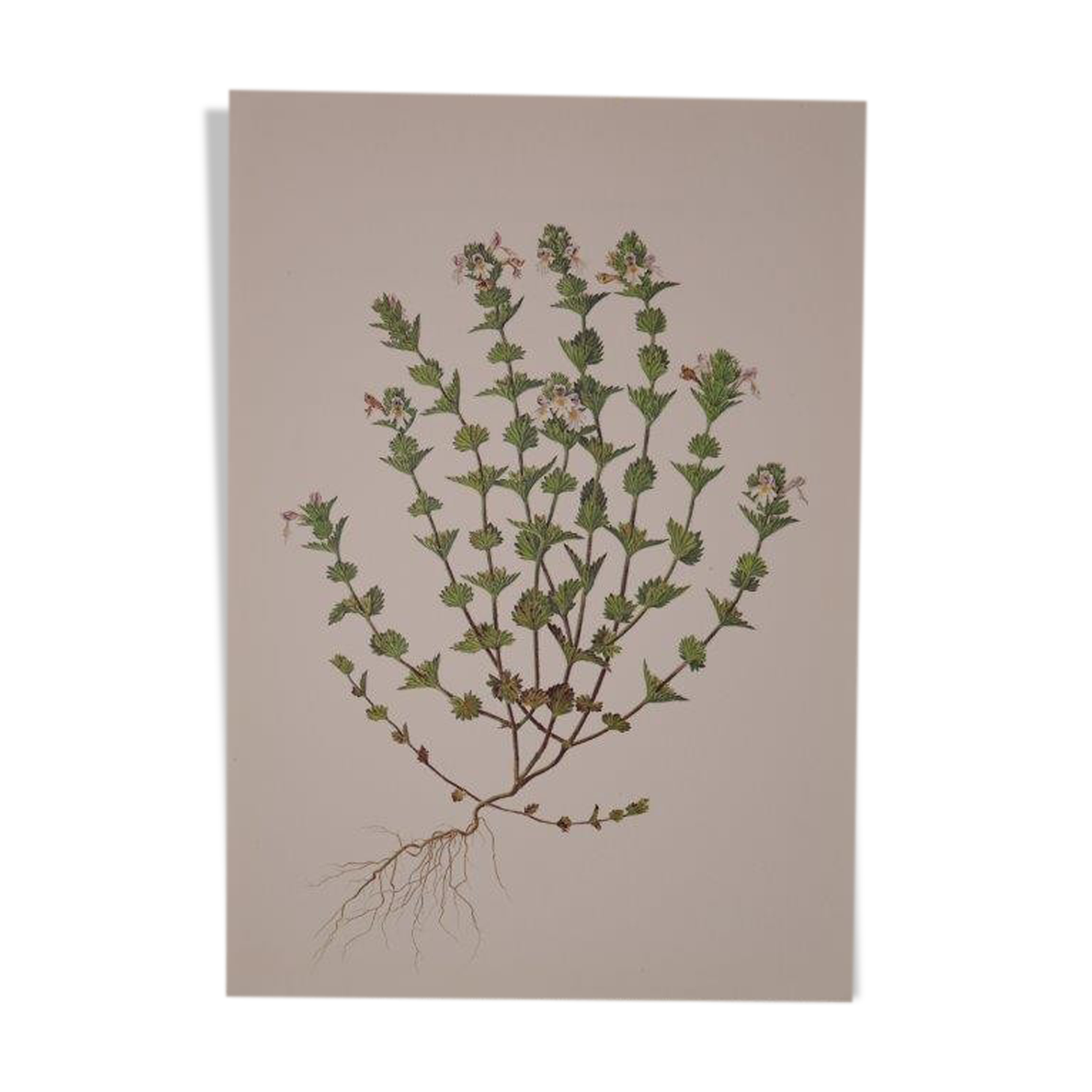 Botanical board, Glasses or ophthalmic grass