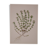 Botanical board, Glasses or ophthalmic grass