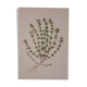 Botanical board, Glasses or ophthalmic grass