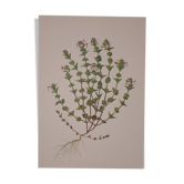 Botanical board, Glasses or ophthalmic grass