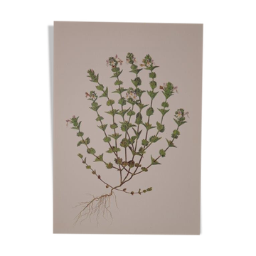 Botanical board, Glasses or ophthalmic grass
