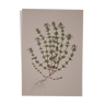 Botanical board, Glasses or ophthalmic grass