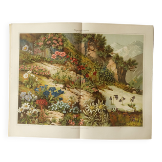 Gravure ancienne - Flore alpine  - Affiche originale de 1909