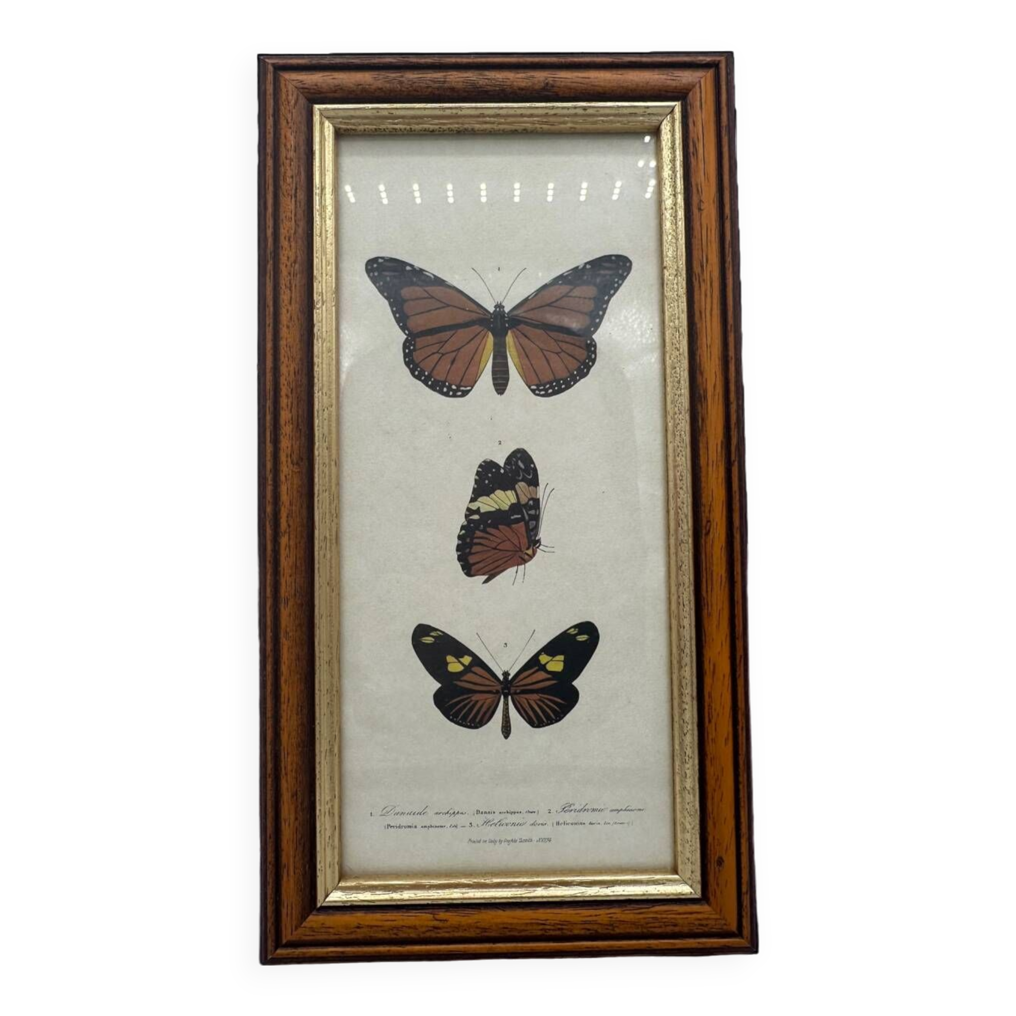 Butterflies lithograph frame