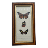 Butterflies lithograph frame