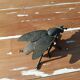 Metal fly ashtray