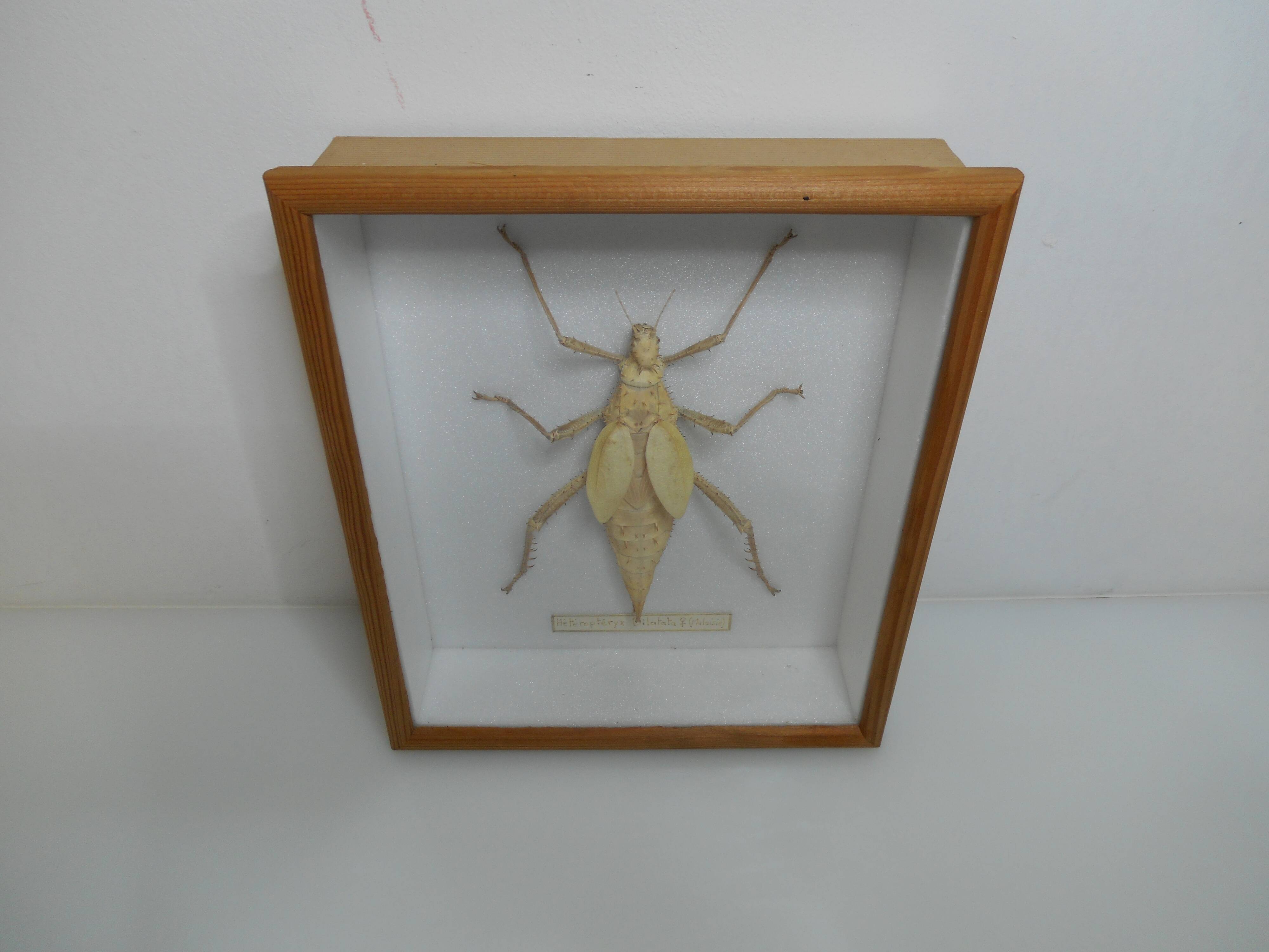 Male giant Grasshopper under glass