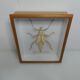 Male giant Grasshopper under glass