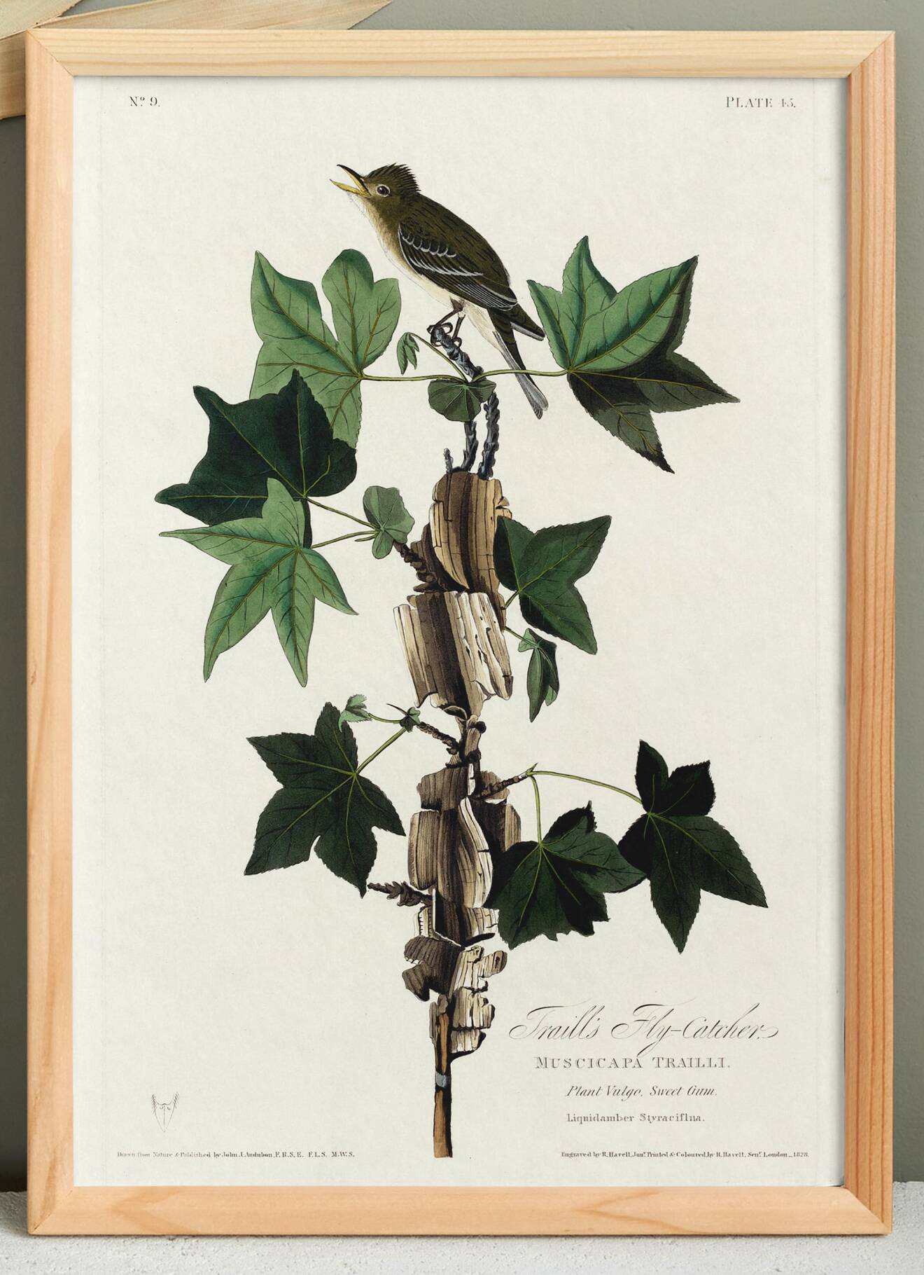 Poster about Traill's Flycatcher, based on an old engraving from 1827.