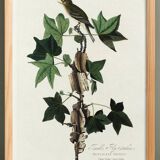 Poster about Traill's Flycatcher, based on an old engraving from 1827.