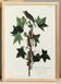 Poster about Traill's Flycatcher, based on an old engraving from 1827.