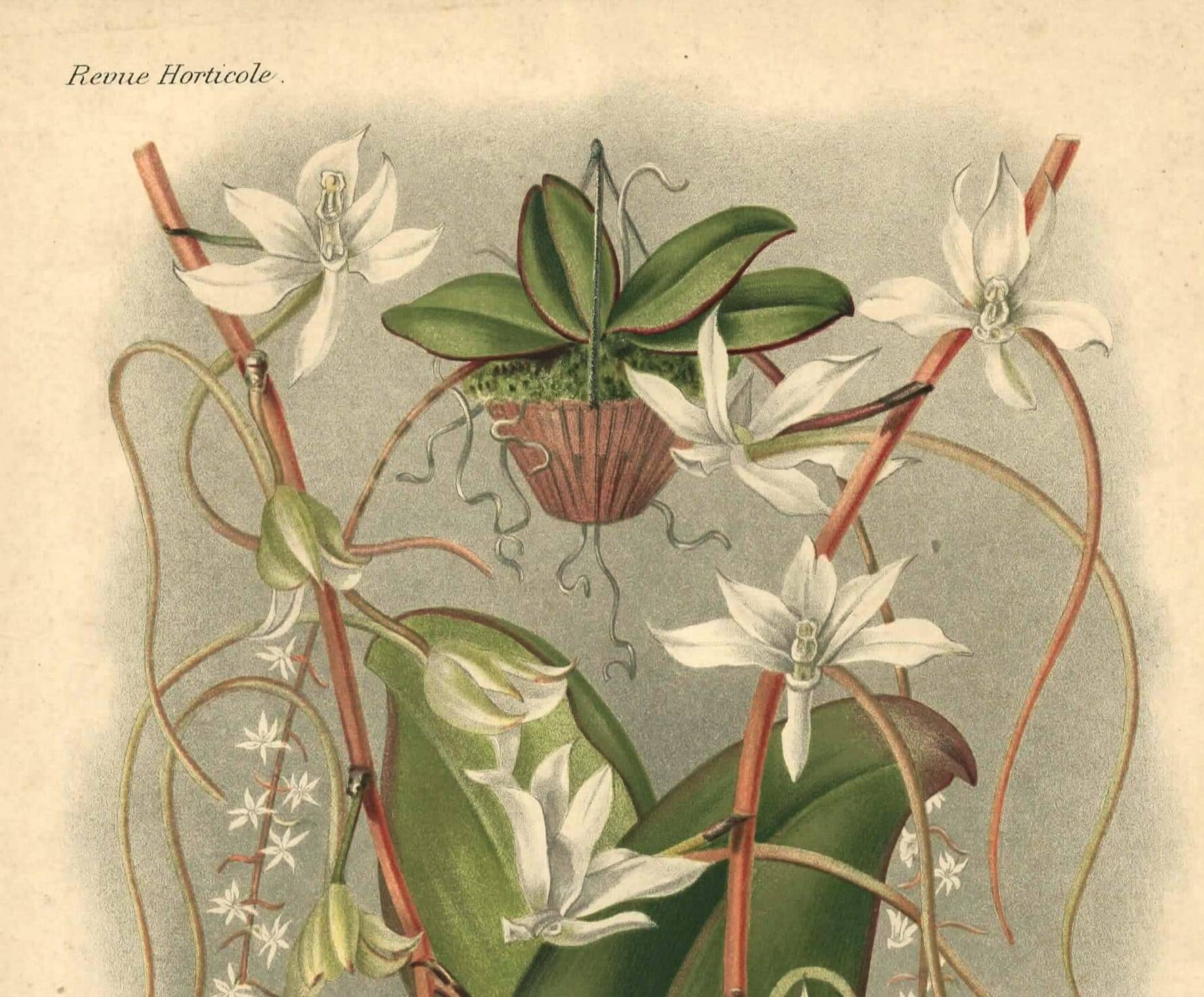 Botanical engraving from 1896 by L. Descamps-Sabouret • Angraecum de Fournier