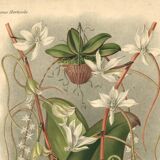 Botanical engraving from 1896 by L. Descamps-Sabouret • Angraecum de Fournier