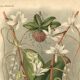 Botanical engraving from 1896 by L. Descamps-Sabouret • Angraecum de Fournier