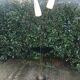 Floor lamp 50s brass