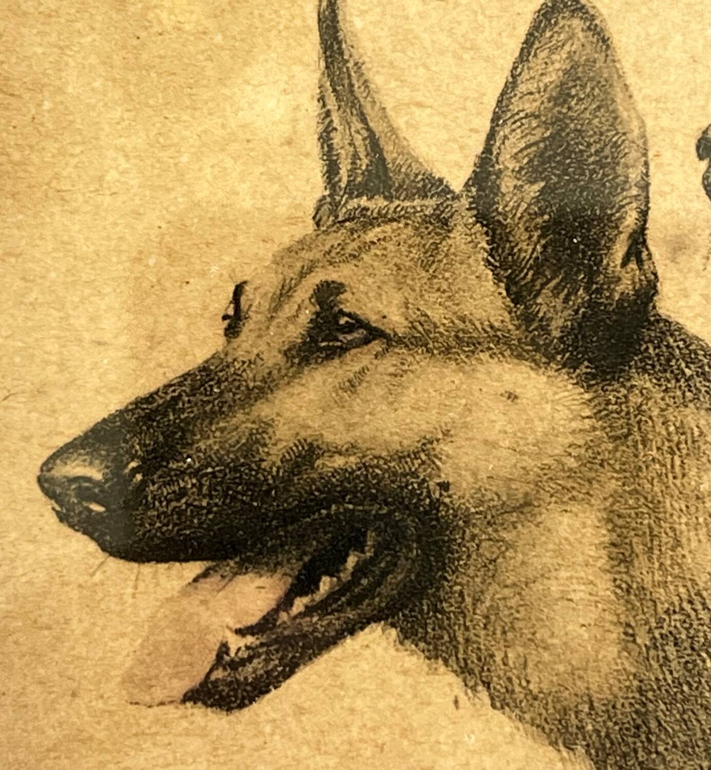 Lithograph of German Shepherds Léon Danchin