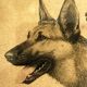 Lithograph of German Shepherds Léon Danchin