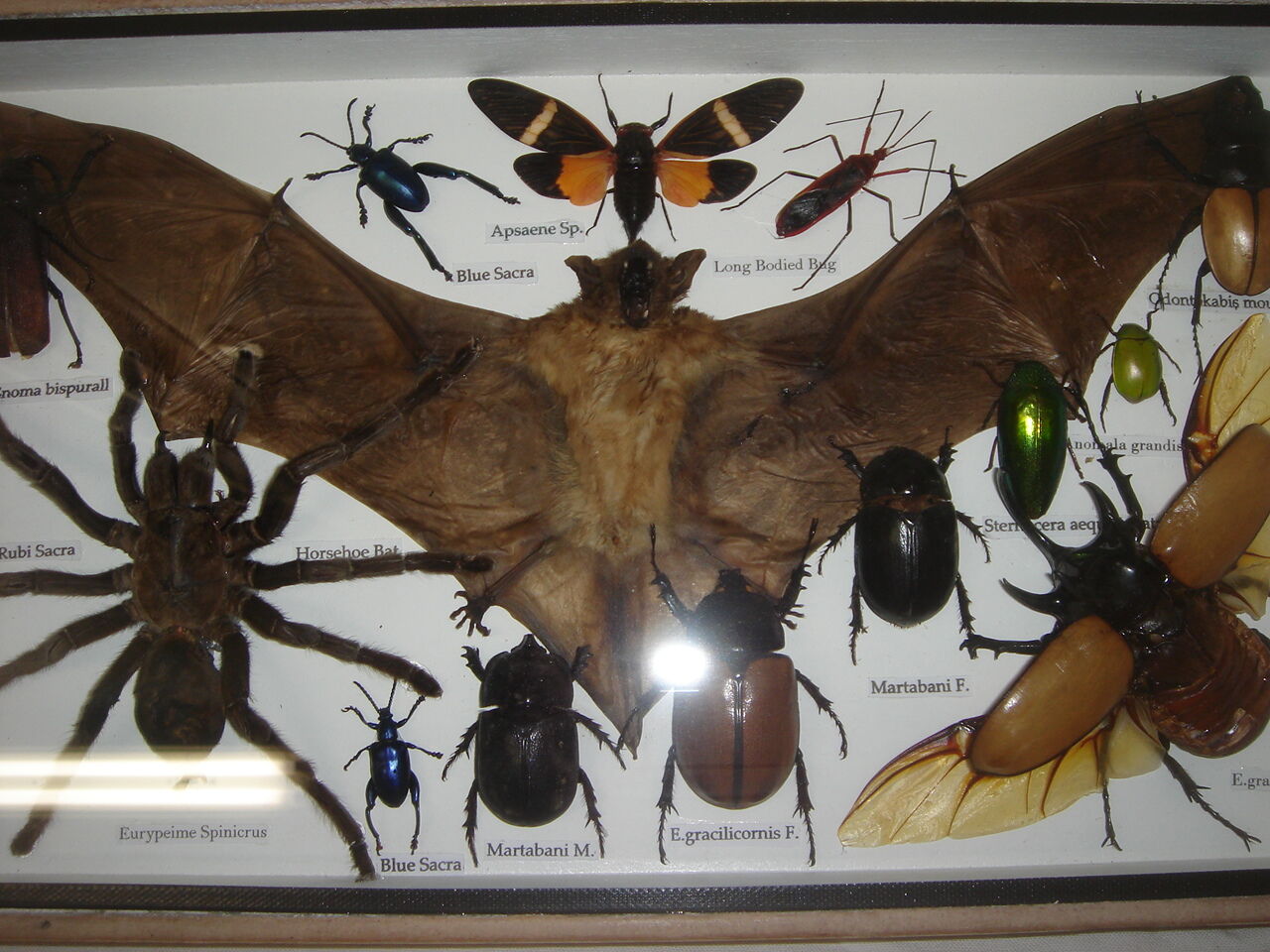 Entomologie : boite d'insectes naturalisés
