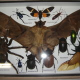 Entomology: box of naturalised insects