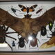 Entomologie : boite d'insectes naturalisés