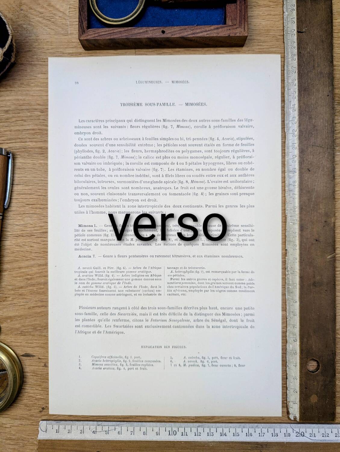 Imprimée en 1889, les légumineuses. Planche botanique ancienne.