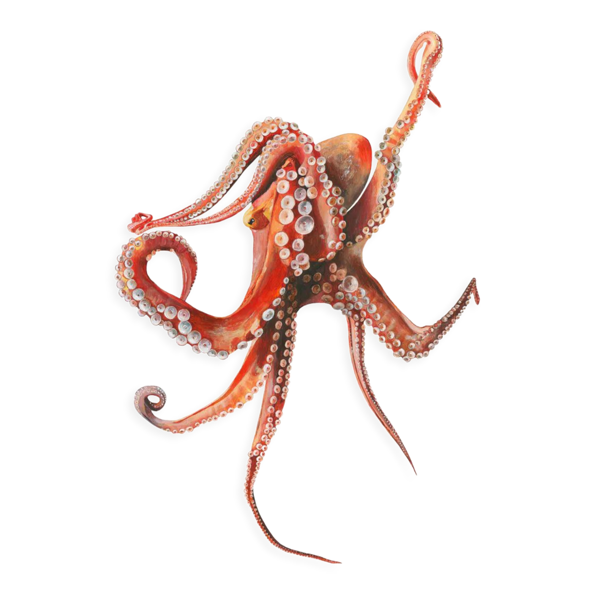 "Georgia", the octopus, art print 21/29.7 cm