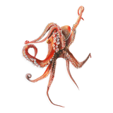 "Georgia", the octopus, art print 21/29.7 cm