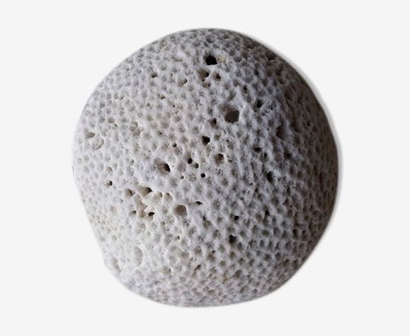 Coral brain