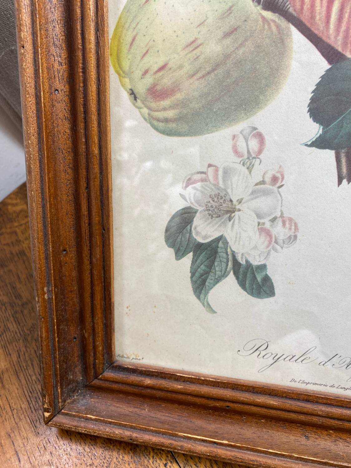 Affiche botanique Langlois encadrée