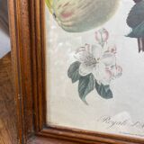 Affiche botanique Langlois encadrée