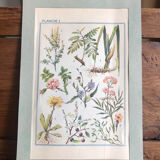 Botanical board n1 on flowers