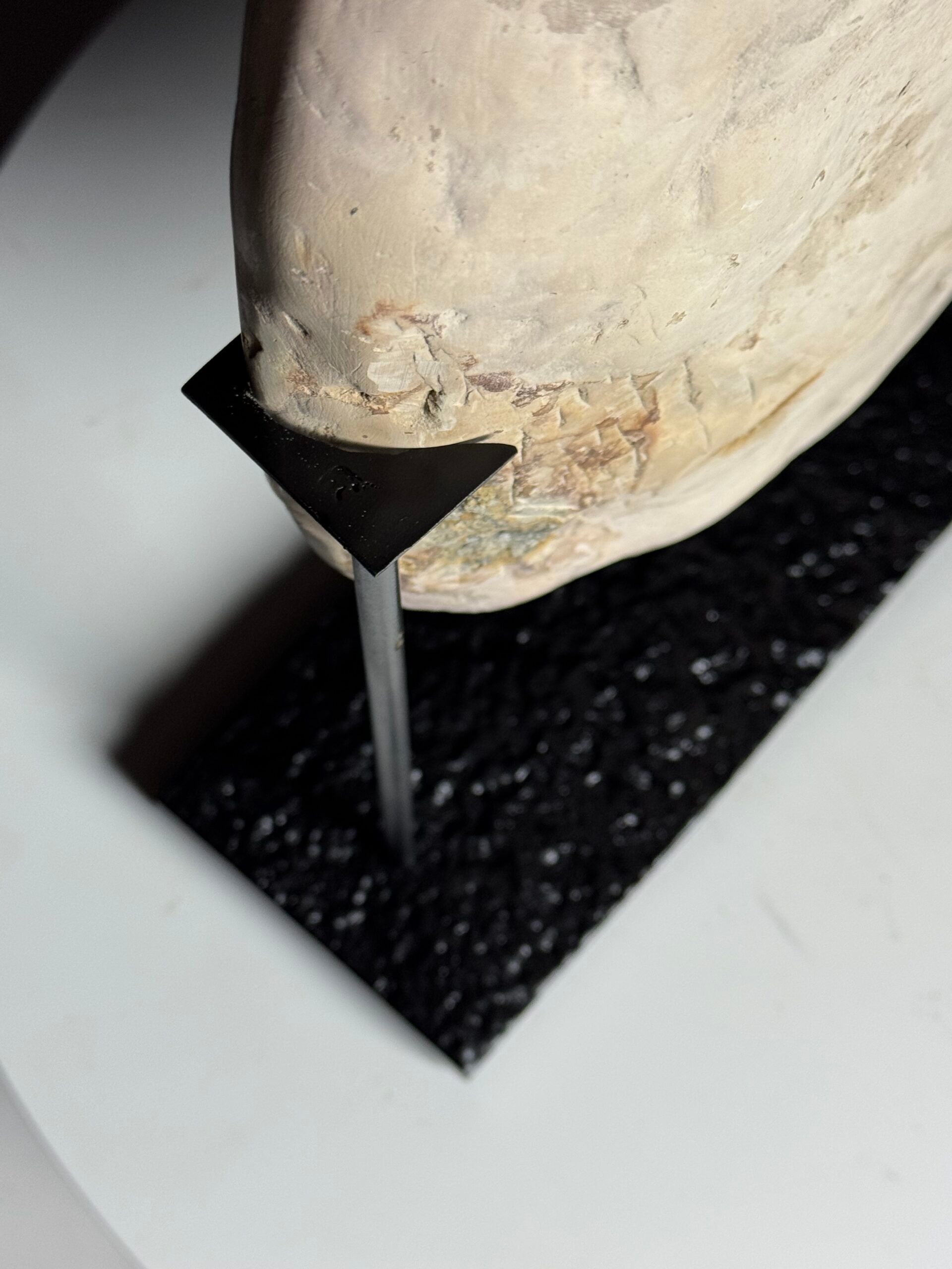 Septaria on custom stand
