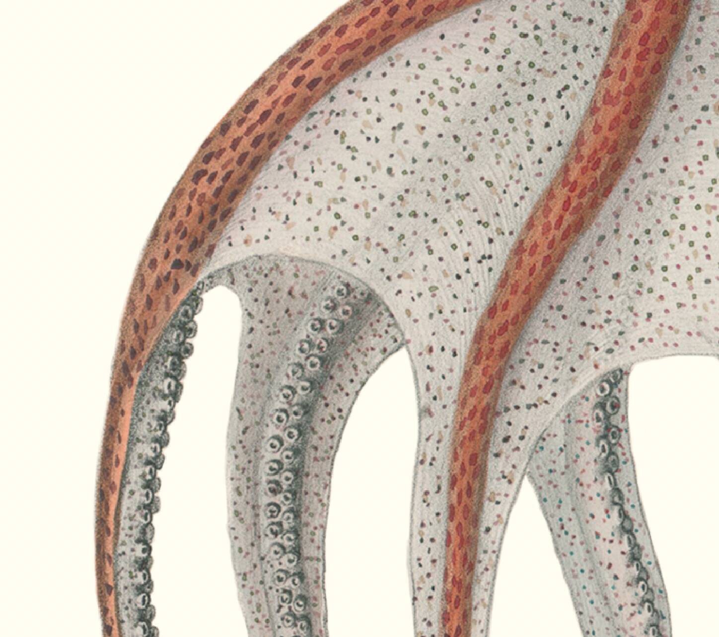 Lithograph engraving chimera animal, the flamoulpe 22x28 cm