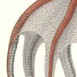 Lithograph engraving chimera animal, the flamoulpe 22x28 cm