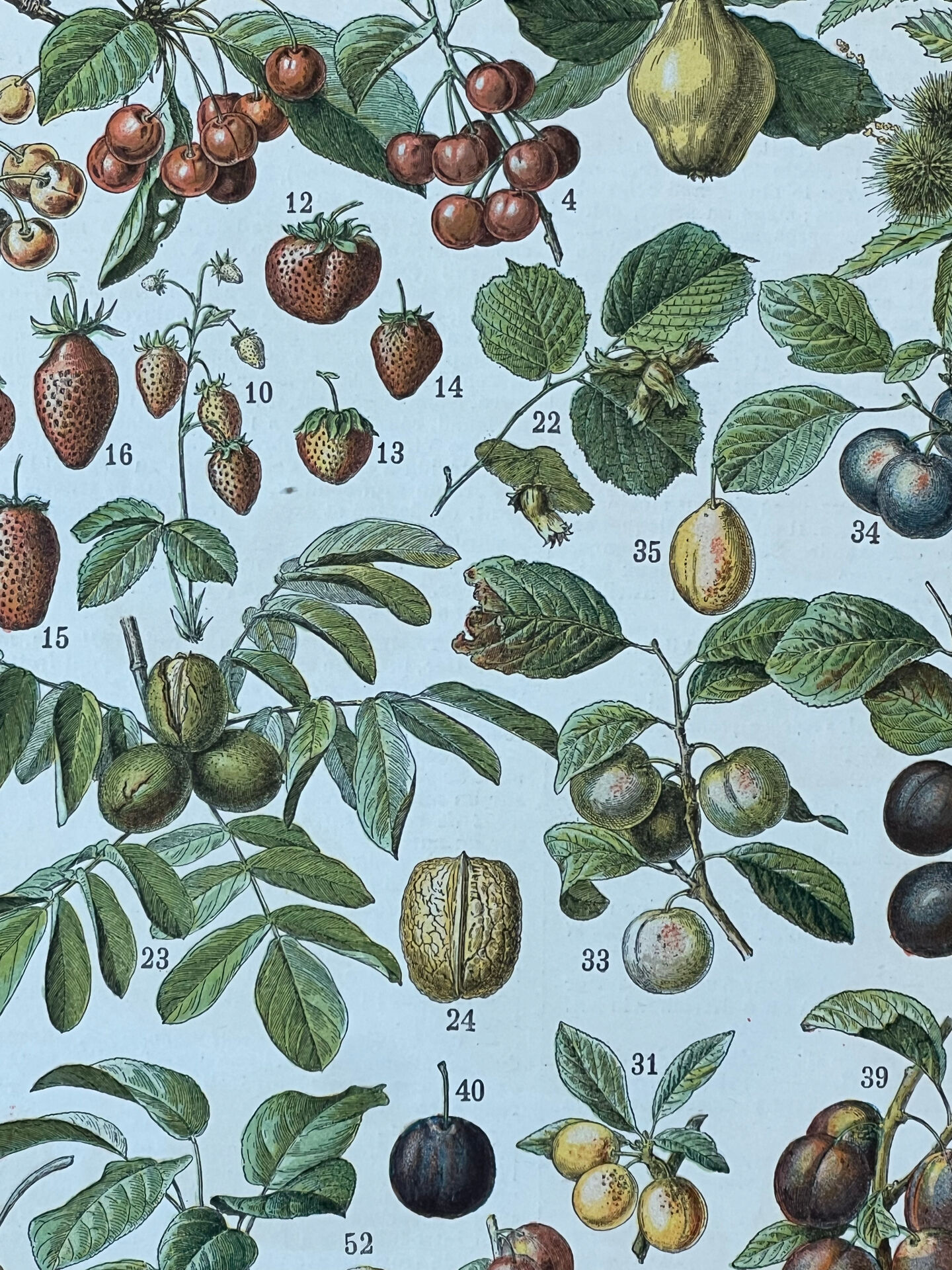 Planche botanique “Fruits” - 30,5x22cm