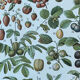 Planche botanique “Fruits” - 30,5x22cm