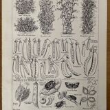 Pea lithograph from 1921