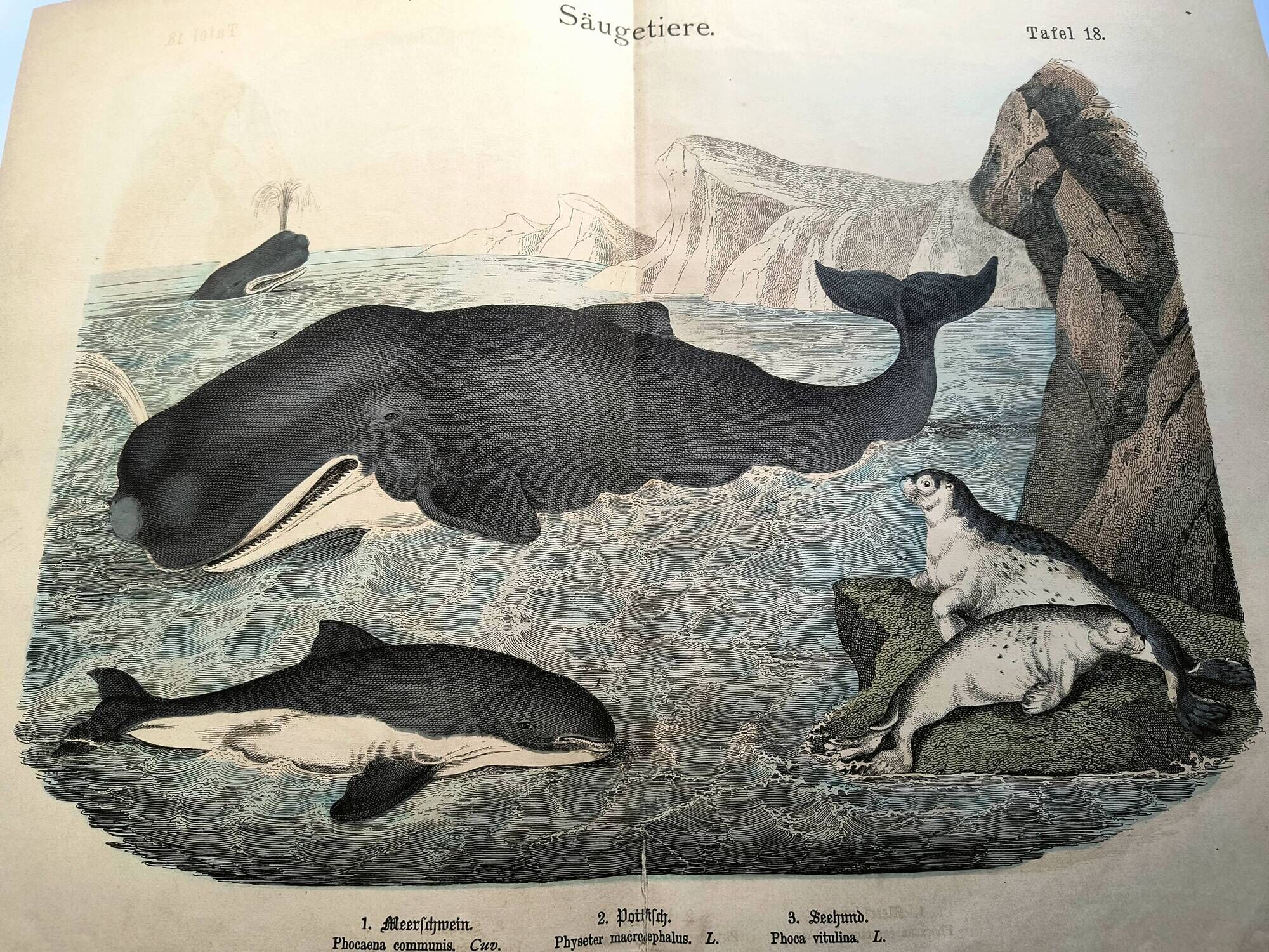 Large antique engraving, 1886 - Whale, sperm whale and seal. Lithograph