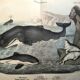 Large antique engraving, 1886 - Whale, sperm whale and seal. Lithograph