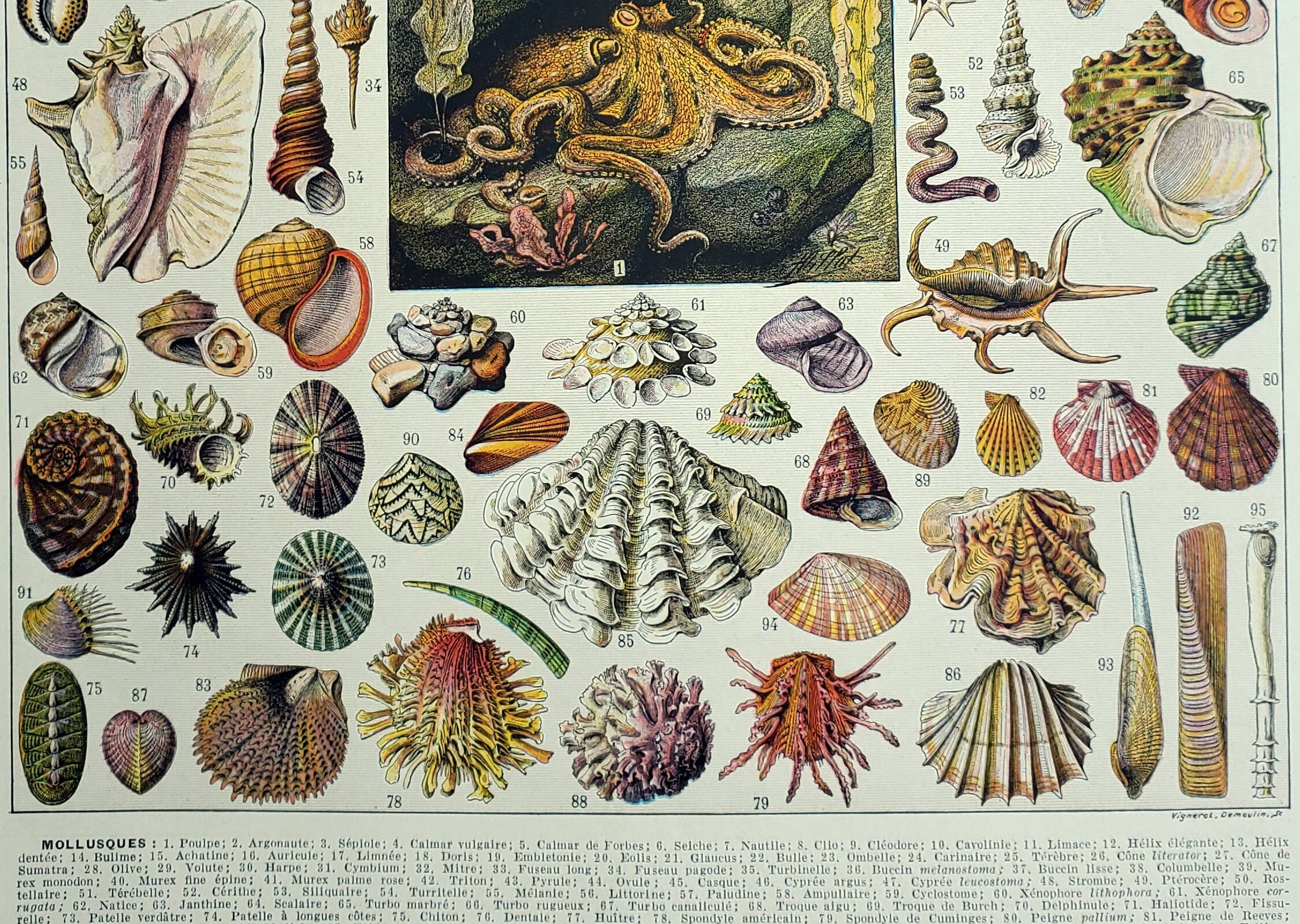 Gravure ancienne 1928, Mollusque, coquillage, escargot, animaux • Lithographie, illustration origina