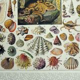 Old engraving 1928, Mollusk, shell, snail, animals • Lithograph, original illustration