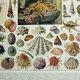 Gravure ancienne 1928, Mollusque, coquillage, escargot, animaux • Lithographie, illustration origina