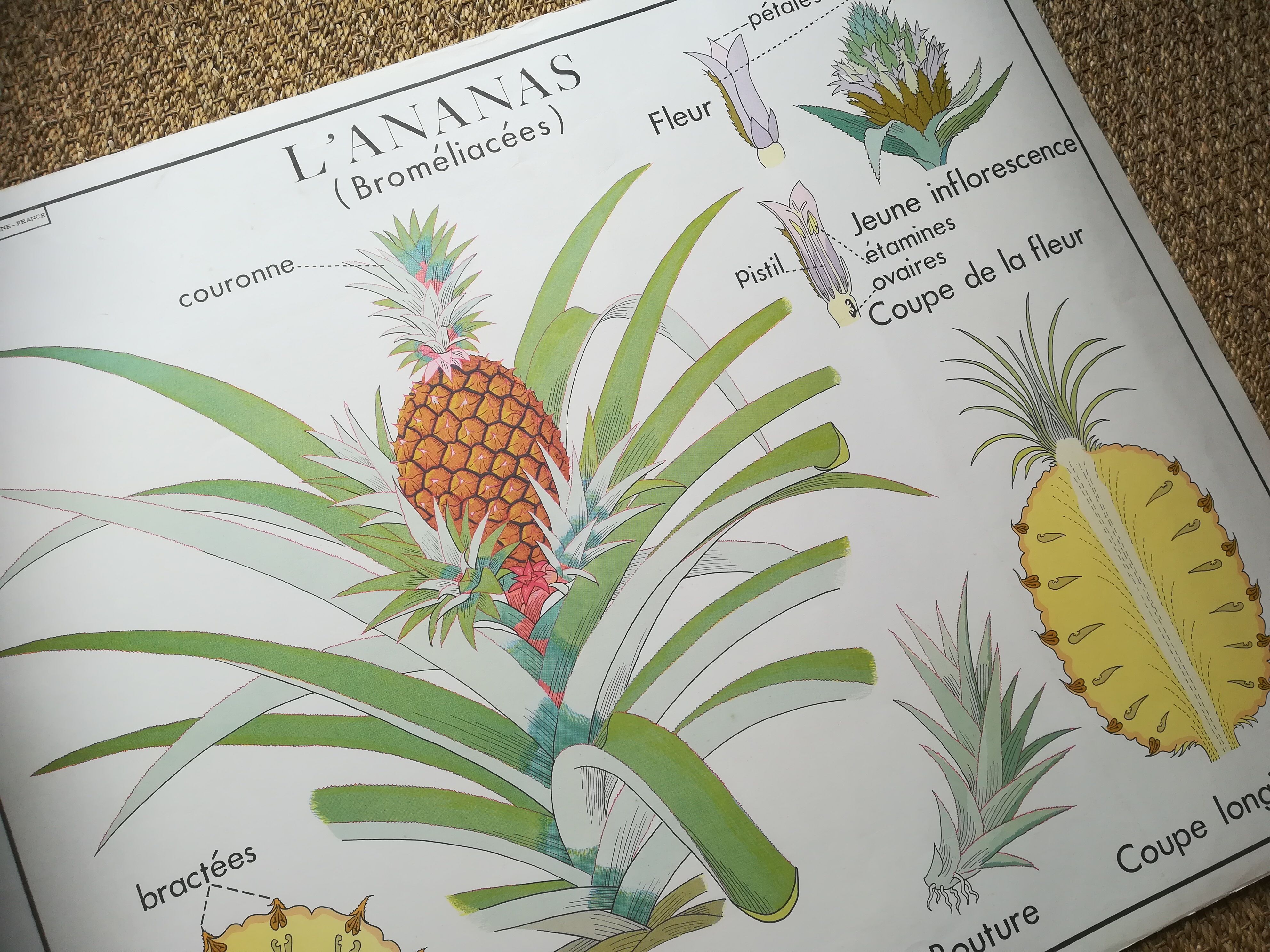 Rossignol pedagogical poster "The banana and pineapple" vintage.