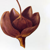 Displays educational daphne flower, 1972