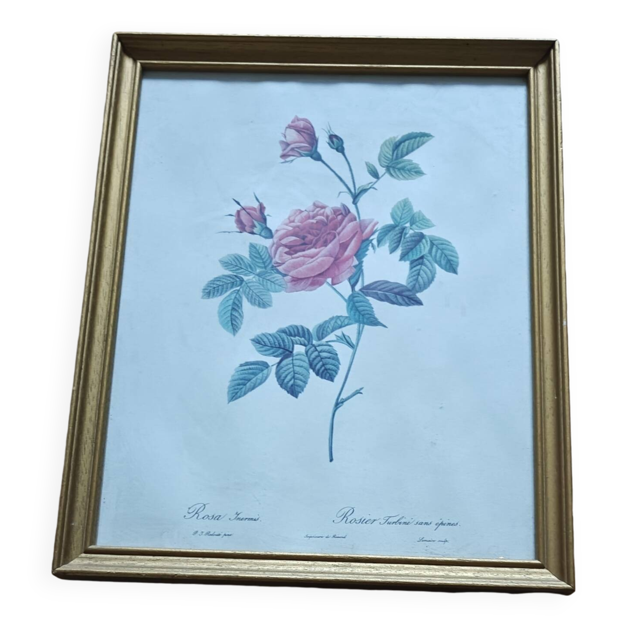 Lithographie de planche botanique de PJ Redouté rose Centfeuille Cristata