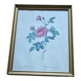 Lithograph of botanical plate by PJ Redouté rose Centfeuille Cristata